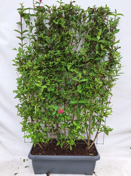 Weigela 'Bristol Ruby' - Weigelie - Fertighecke - 120 x 180 cm