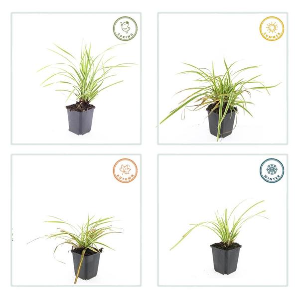 Carex morrowii 'Aureovariegata' - ↕10-25cm - Ø9cm - 6x