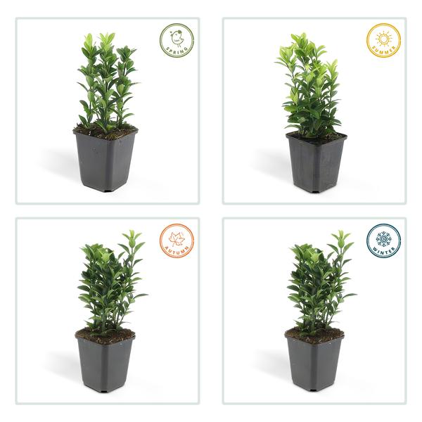 Euonymus jap. Green Spire - ↕10-25cm - Ø9cm - 12x