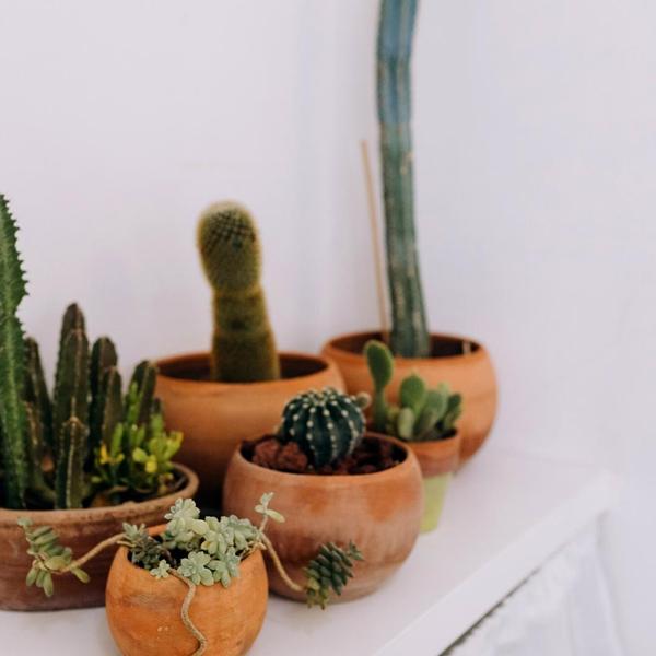 Culvita - Cactusgrond 5 liter - Blumenerde für Kakteen und Sukkelenten