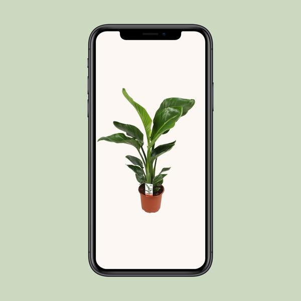 Strelitzia Nicolai - Ø17cm - ↕70cm