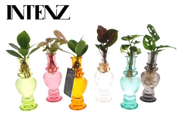 Zimmerpflanzen Mix in Venice Glas - 6 Stücke - Ø7cm - ↕20cm