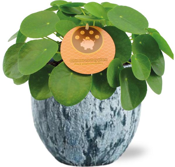 Pilea Peperomioides - Ø15cm - ↕30cm + Sem Pot D16x14cm - Blau