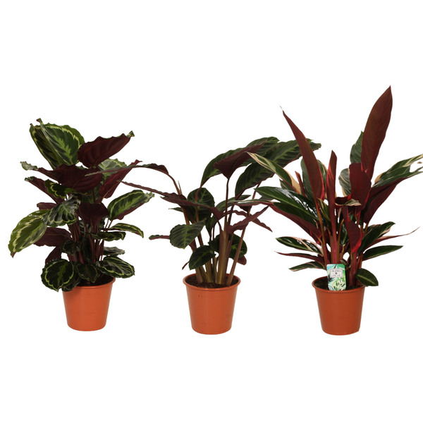 Calathea Symphony - 3 Stücke - Ø19cm - ↕70-80cm