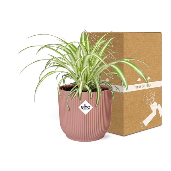 Chlorophytum Comosum Variegatum in Topf 14cm - 20cm - Rosa