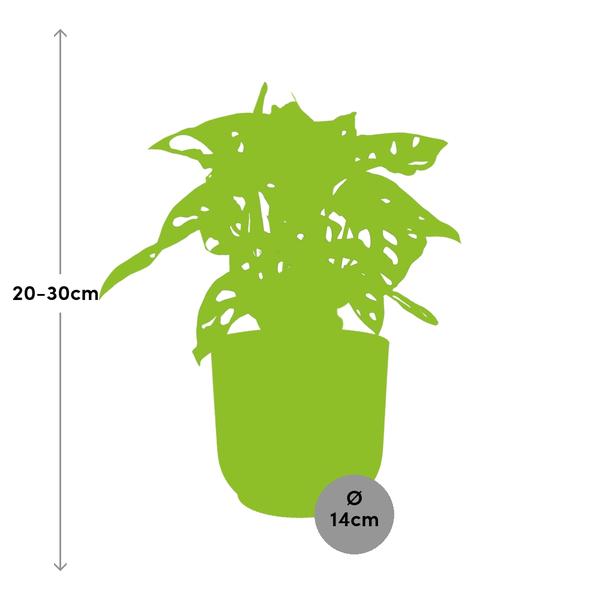 Monstera ‘Monkey Leaf’ in Topf 14cm Gelb
