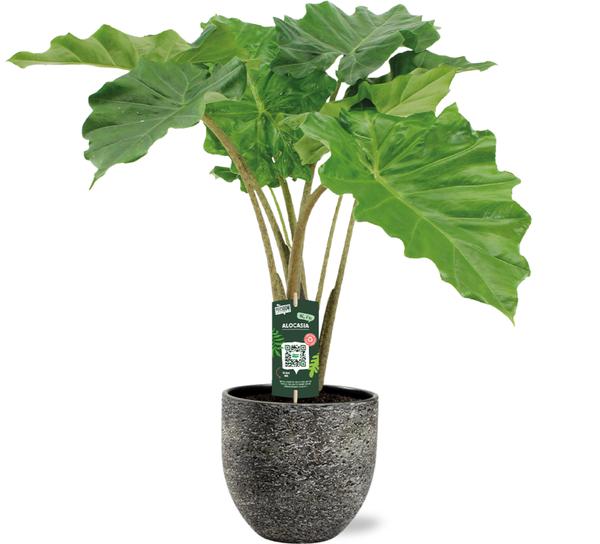 Alocasia Portodora - Ø21cm - ↕80cm + Tim Pot D24x22cm - Schwarz Weiß