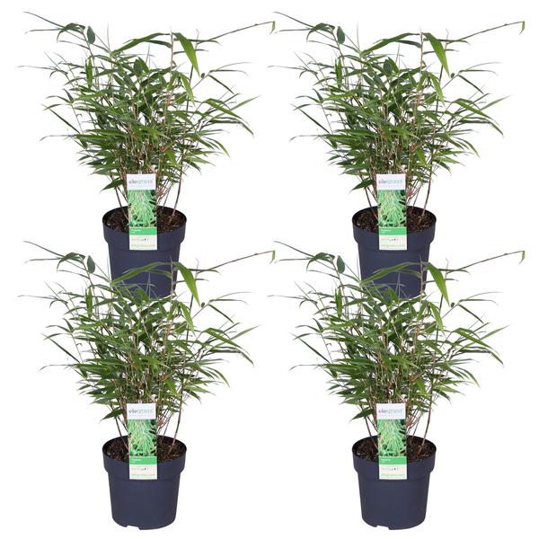 4x - Fargesia rufa - ↨40cm - Ø14