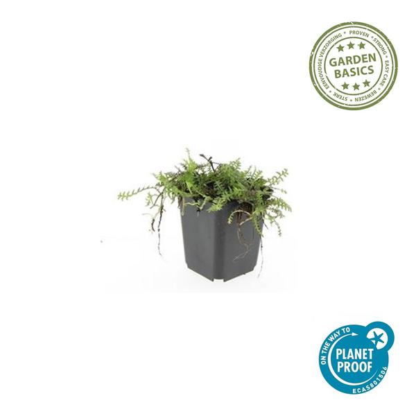Leptinella squalida - ↕10-25cm - Ø9cm - 20x