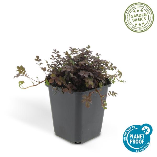 acaena microphylla 'Kupferteppich' - ↕25cm - Ø9cm - 20x