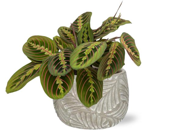 Maranta Fascinator - Ø12cm - ↕20cm + Topf - Grau