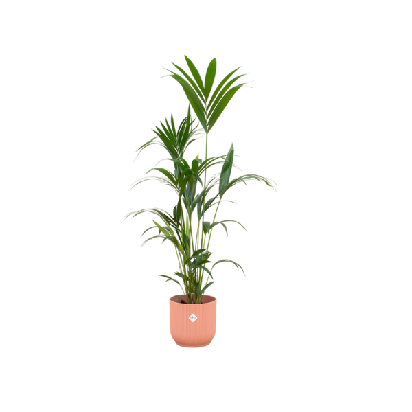 Kentia palme + Topf Rosa Ø30 - 160 cm