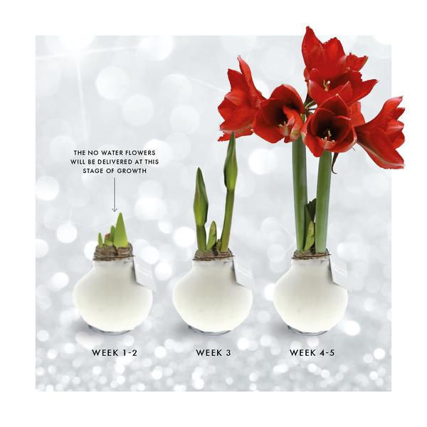 Ohne Wasser Blumen (wax amaryllis) XMAS Glitzer mix - 3er set + Rote Blumen