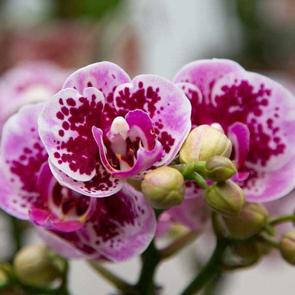 Kolibri Orchids | Rosa lila Phalaenopsis Orchidee - El Salvador - Topfgröße Ø9cm | blühende Zimmerpflanze - frisch vom Züchter