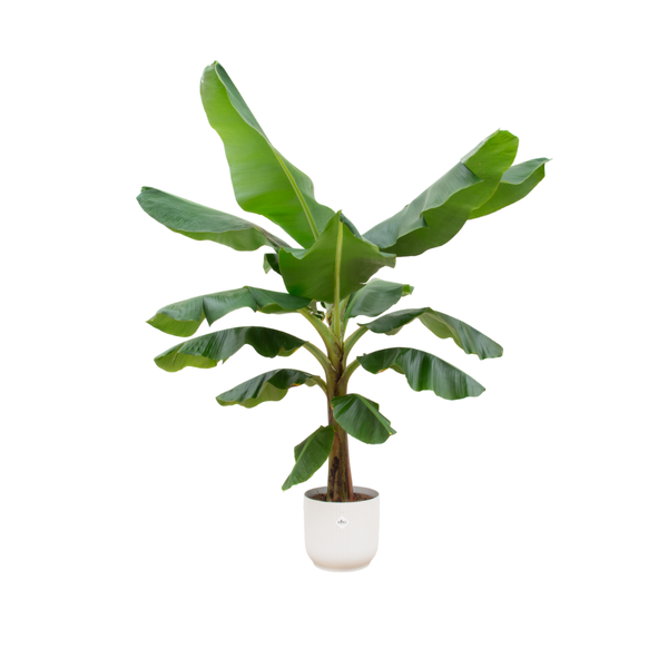 Bananenplant (Musa) + Topf Weiß Ø30 - 180 cm