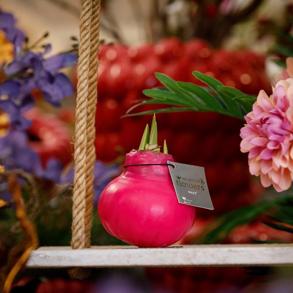 Ohne Wasser Blumen (wax amaryllis) XMAS Mix - 6er set + Rote Blumen
