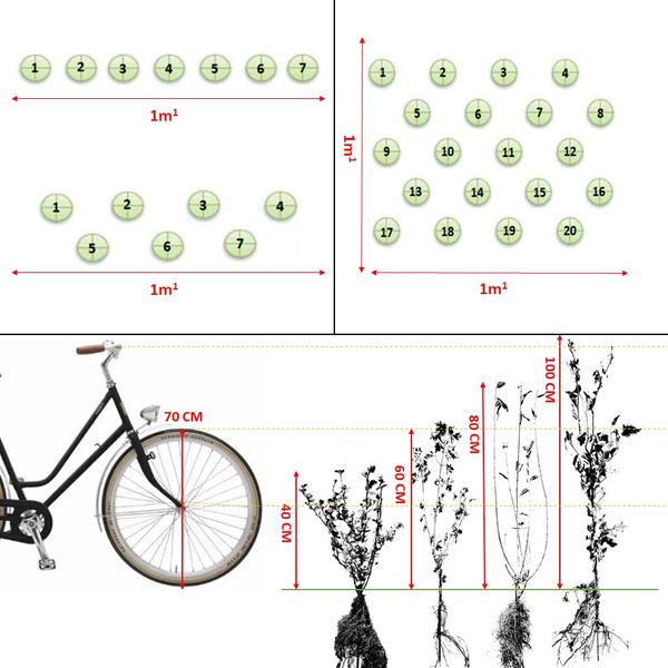 Ligustrum-Ovalifolium-Wurzelnackt- 40/60 - 100x