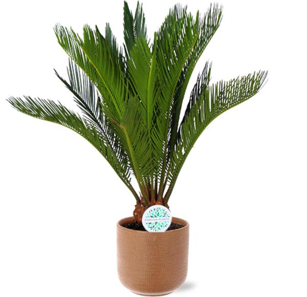 Cycas Revoluta - Ø17cm - ↕70cm + Topf - Braun