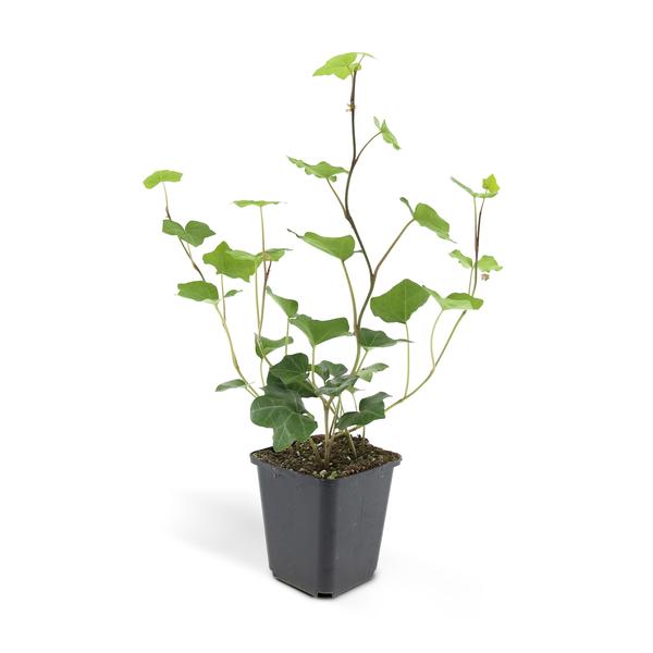 Hedera Hibernica - ↕10-25cm - Ø9cm - 40x