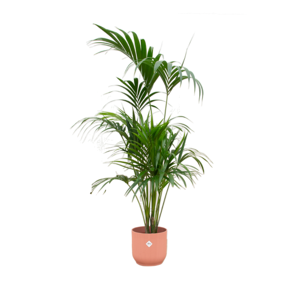 Kentia palme + Topf Rosa Ø30 - 180 cm