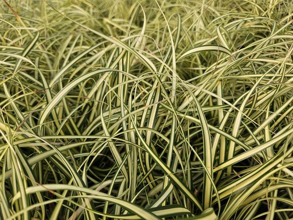 Carex oshim. 'Evergold' - ↕10-25cm - Ø9cm - 6x
