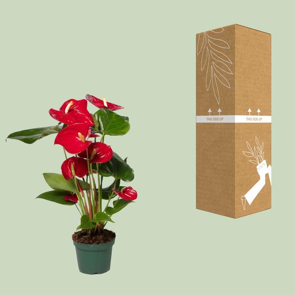 Anthurium Red - Ø17cm - ↕55cm - Ø12 - ↨40cm