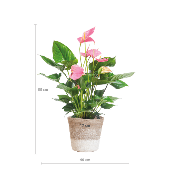 Anthurium Pink Explosion mit Lissabon Weidenkorb - 55cm - Ø17