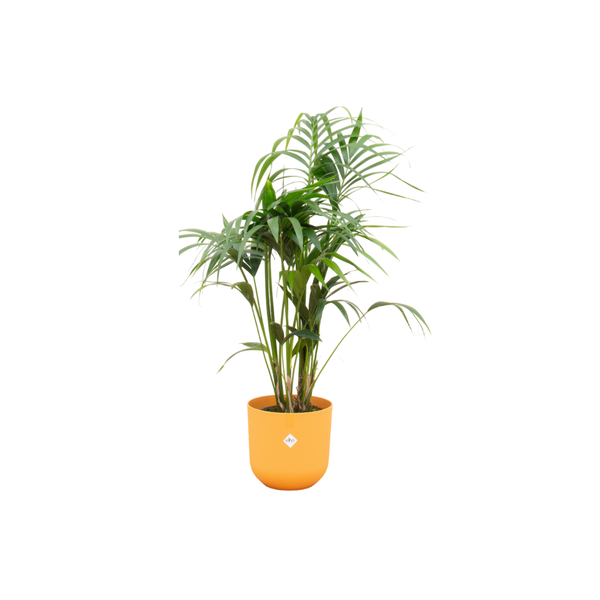Kentia palme + Topf Gelb Ø26 - 130 cm