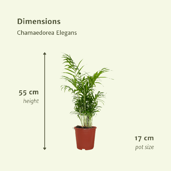 Chamaedorea Elegans (Mexikanische Bergpalme) - 2 Stücke - Ø17cm - ↕55cm