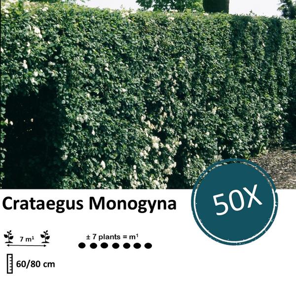 Crataegus Monogyna - Wurzelnakt - 60/80 - 50x
