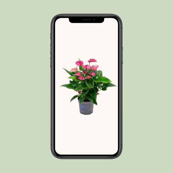 Anthurium KARMA Purple - Ø17cm - ↕50cm