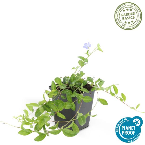 Vinca minor - ↕10-25cm - Ø9cm - 6x