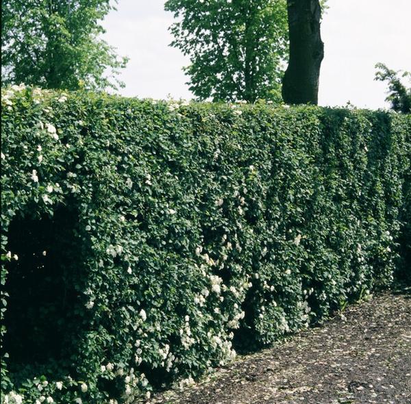 Crataegus Monogyna - Wurzelnakt - 100/125 - 75x