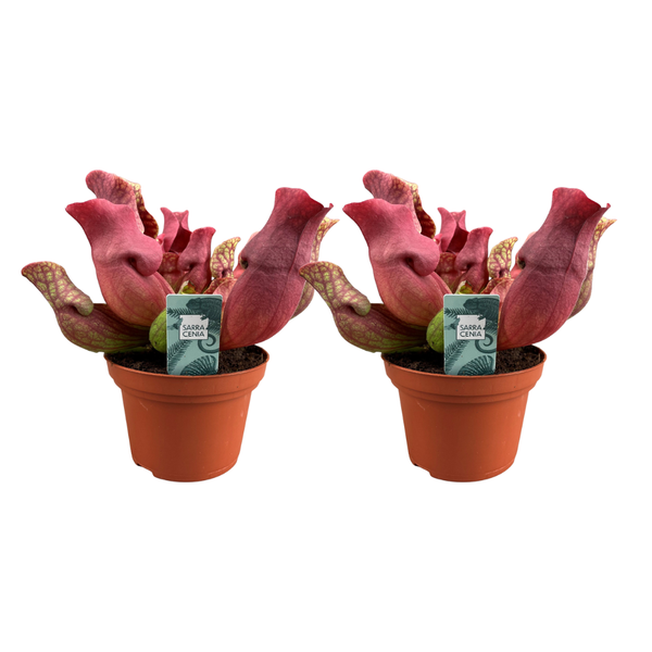 Sarracenia Maroon - 2 Stücke - Ø12cm - ↕23cm
