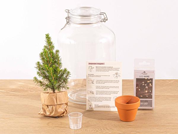 Pflegeleicht Pflanze - Ficus Christmas