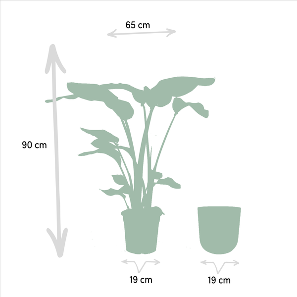 Strelitzia Nicolai - Ø19cm - ↕90cm + Topf Gold