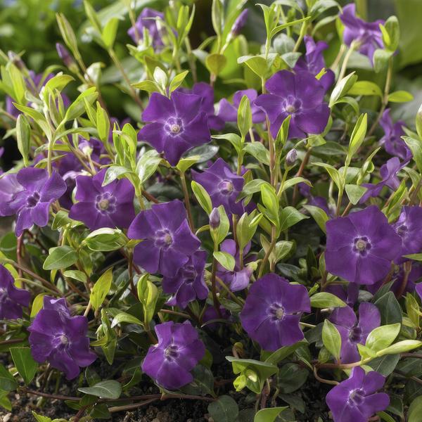 Vinca minor 'Atropurpurea' - ↕10-25cm - Ø9cm - 20x