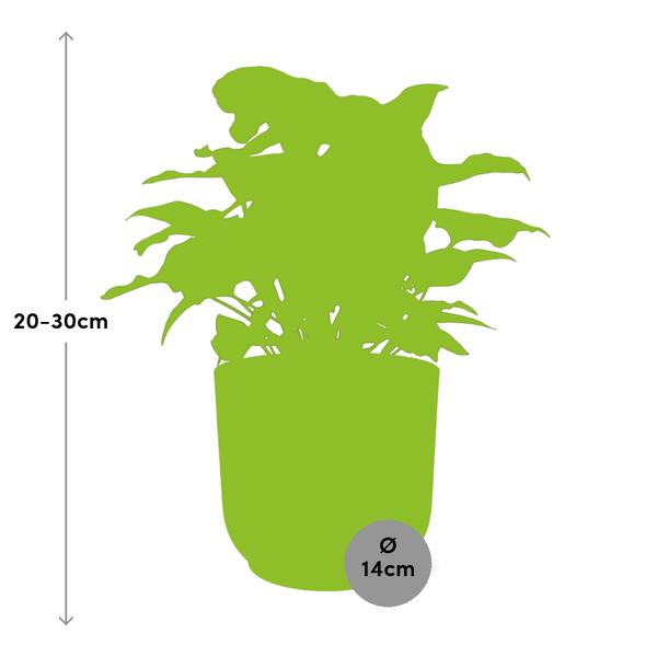 Syngonium in Topf 14cm Rosa