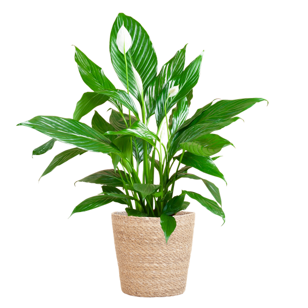 Spathiphyllum mit Korb Sofia natur - 80cm - Ø21