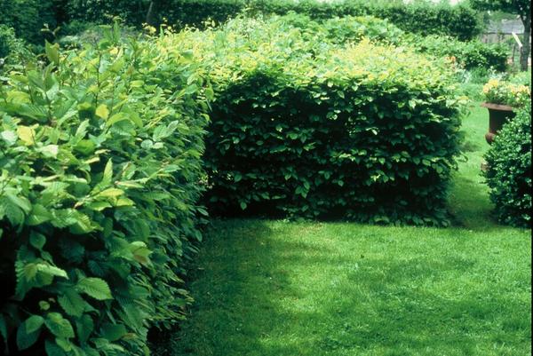 Carpinus Betulus - Wurzelnakt - 100/125 - 100x