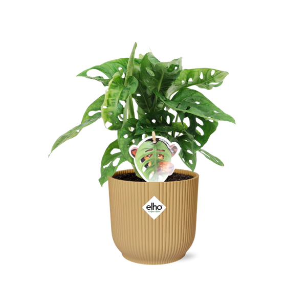 Monstera ‘Monkey Leaf’ in Topf 14cm Gelb