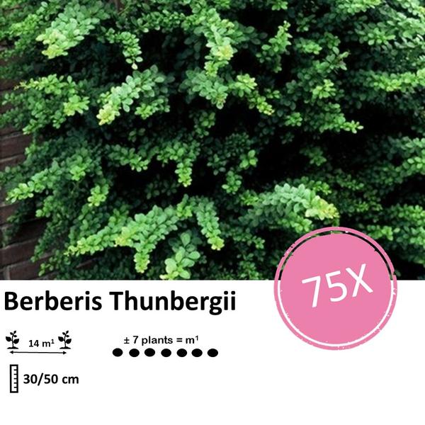 Berberis thunbergii - ↕30-50cm - Wurzelnakt - 75x