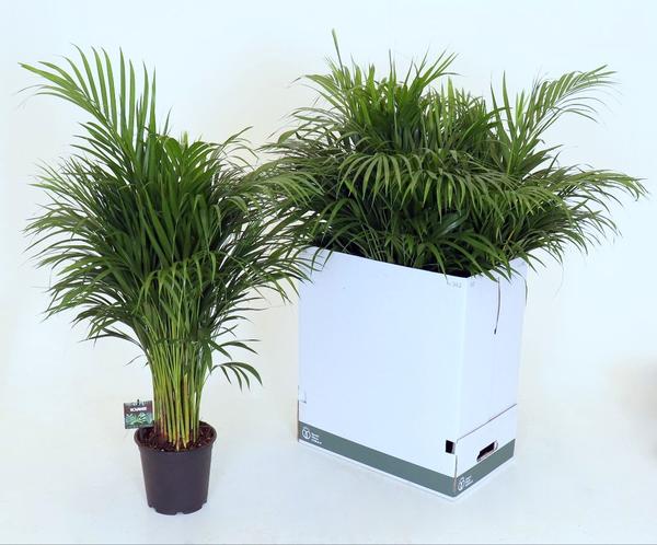 Dypsis Lutescens - Ø21 ↕110