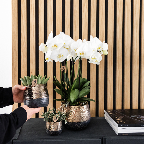 Kolibri Orchids I COMBI DEAL von 2 weißen Phalaenopsis-Orchideen - Topfgröße Ø12cm | blühende Zimmerpflanze - frisch vom Züchter