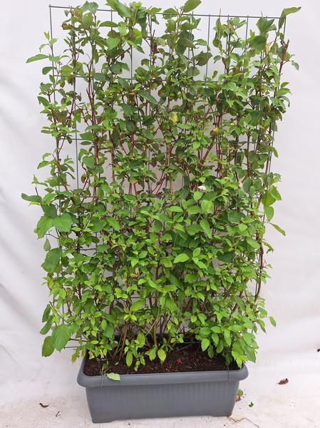 Cornus alba 'Sibirica' - Sibirische Hartriegel - Fertighecke - 120 x 180 cm - 1 Stück