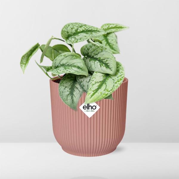 Scindapsus Pictus ‘Trebie’ in Topf 20cm - 14cm rosa