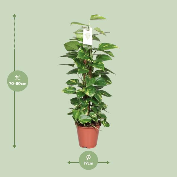 Epipremnum Pinnatum Mosstok Scindapsus - Ø19cm - ↕80cm
