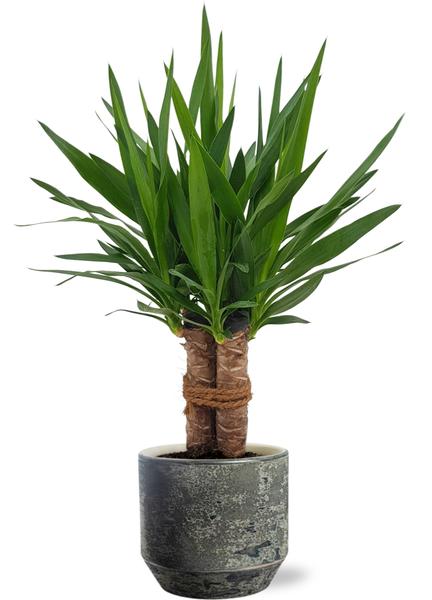 Yucca "Tres Cañas" - Ø19cm - ↕70cm + Lars Pot D20x18cm - Grau