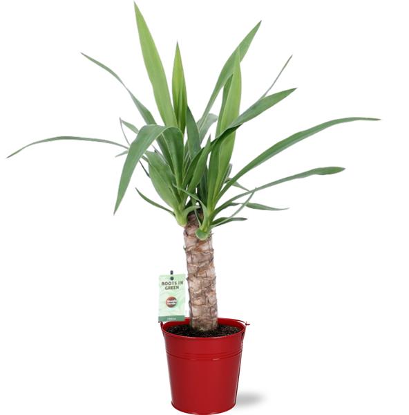 Yucca - Ø12cm - ↕50cm + Emmer D12,5x11,5cm - Rot