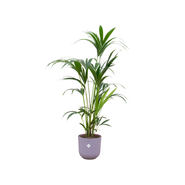 Kentia palme + Topf lila Ø26 - 160 cm
